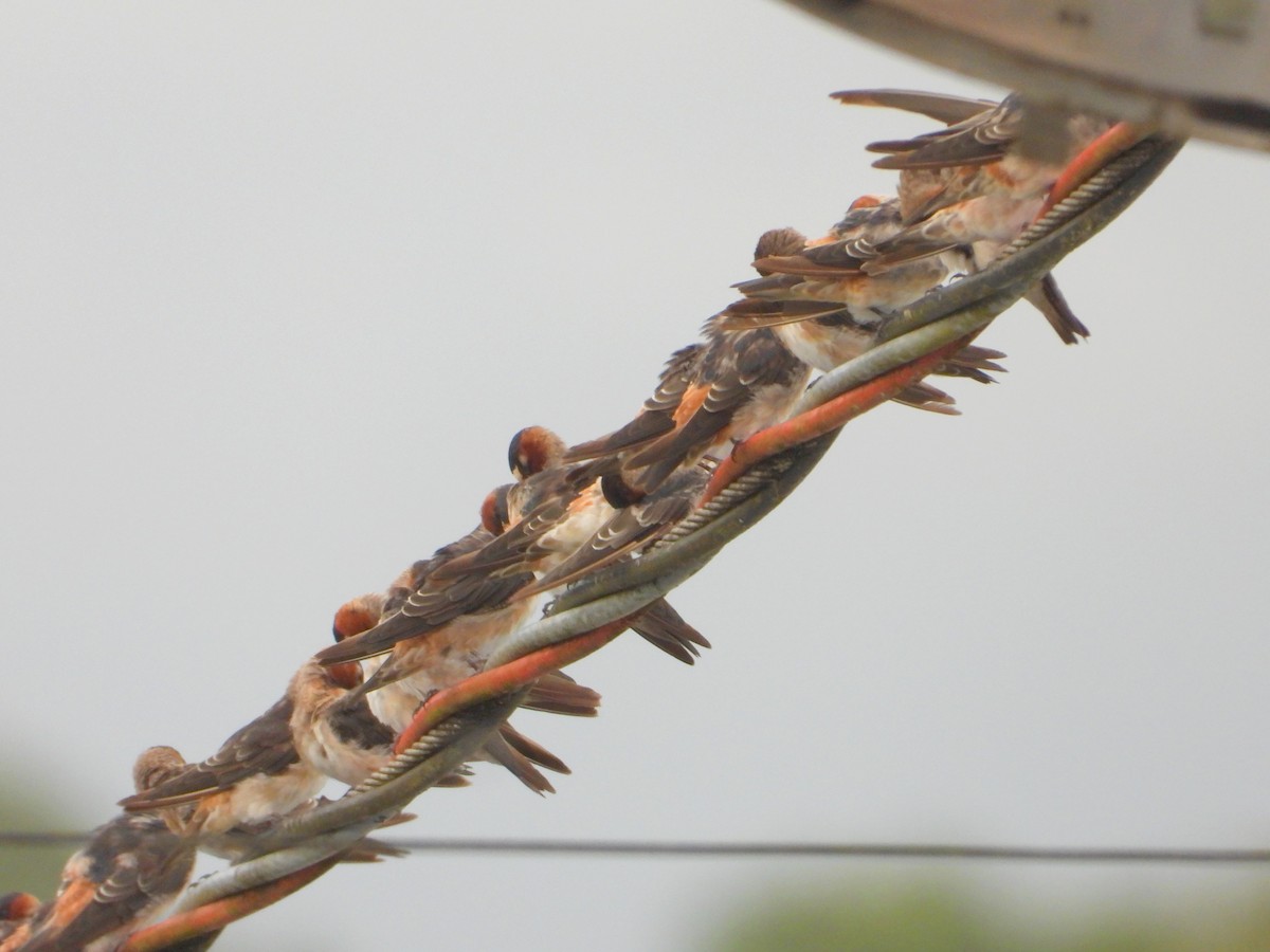 סנונית אמריקנית - ML647352443