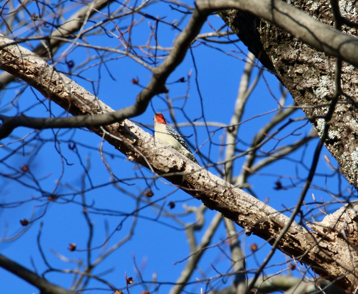Red-bellied Woodpecker - ML647352445
