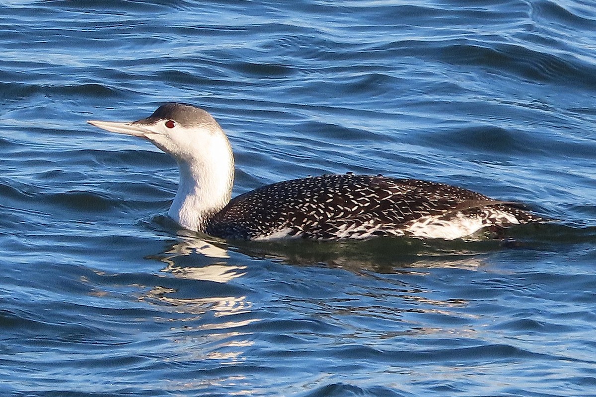 Red-throated Loon - ML647352446