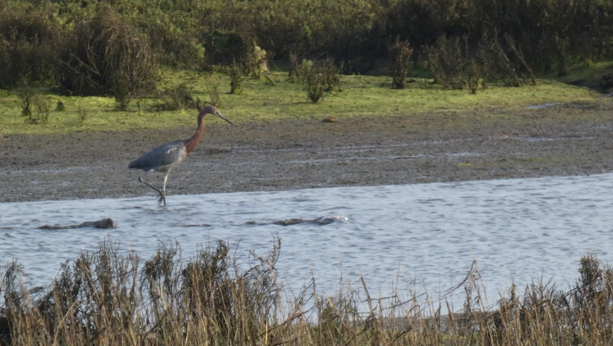 Reddish Egret - ML647352447