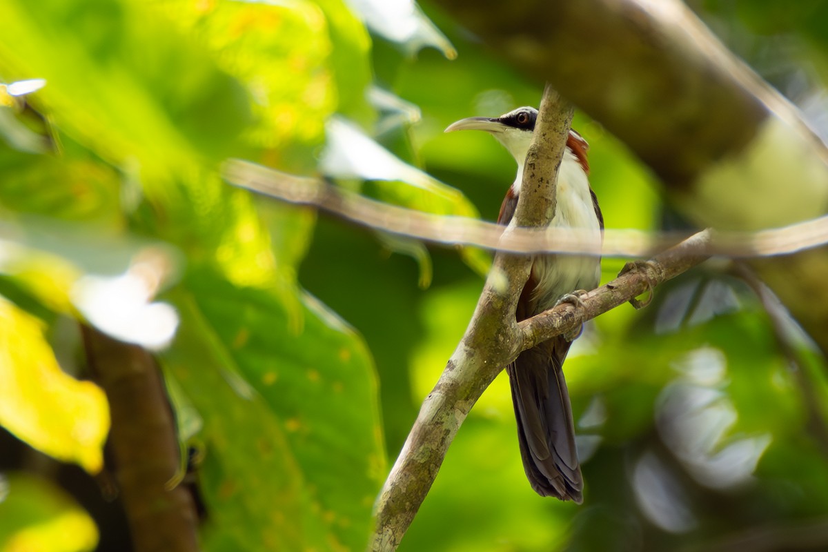 Sunda Scimitar-Babbler - ML647352448