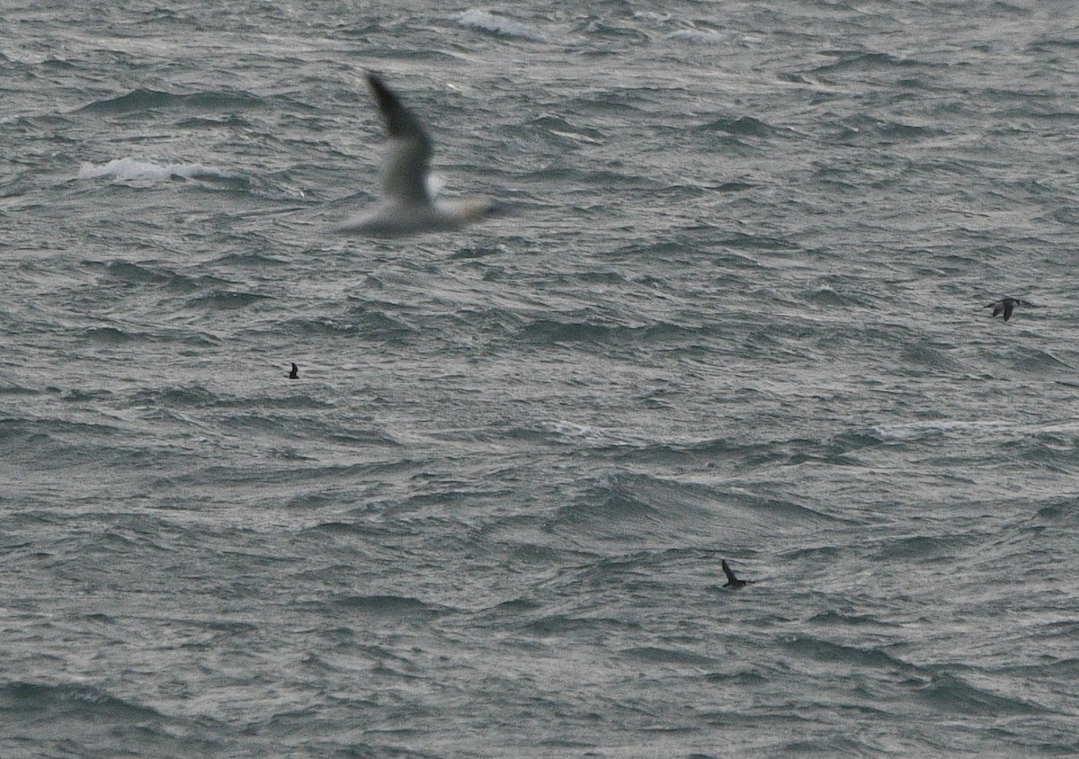 Leach's Storm-Petrel - ML647352449