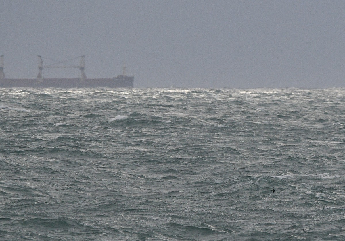 Leach's Storm-Petrel - ML647352450