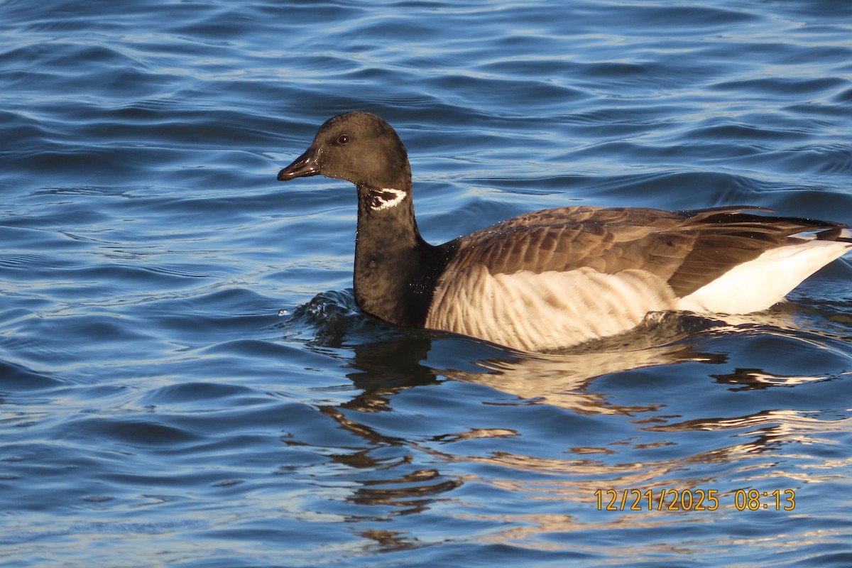 Brant - ML647352461