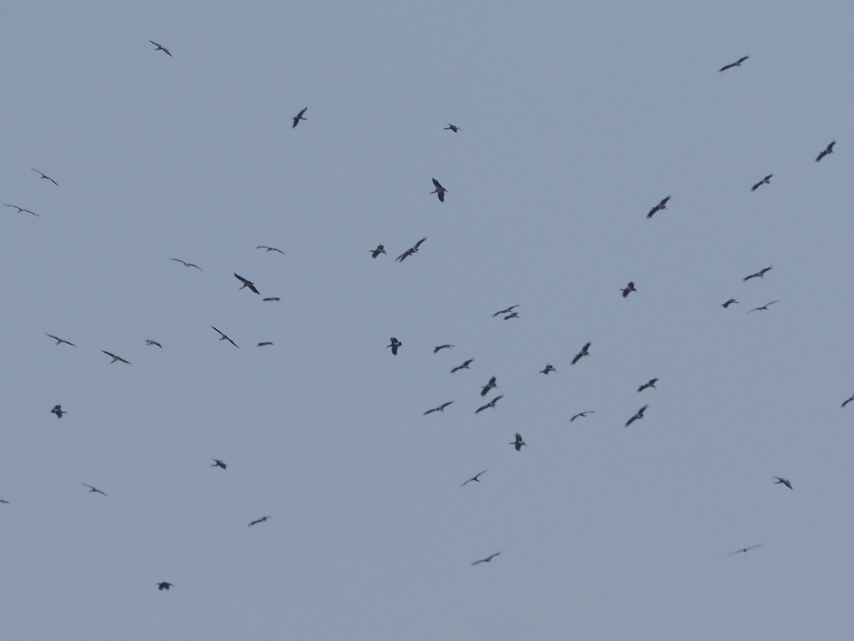 Abdim's Stork - ML647352462