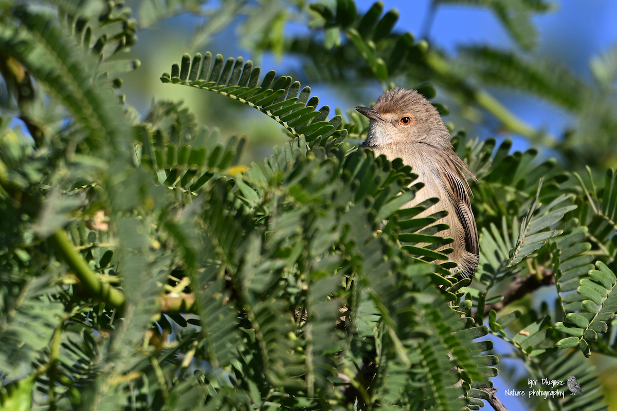 Graceful Prinia - ML647352467