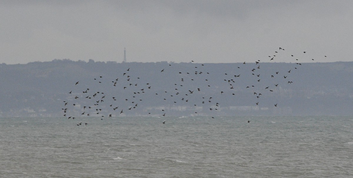 European Starling - ML647352469