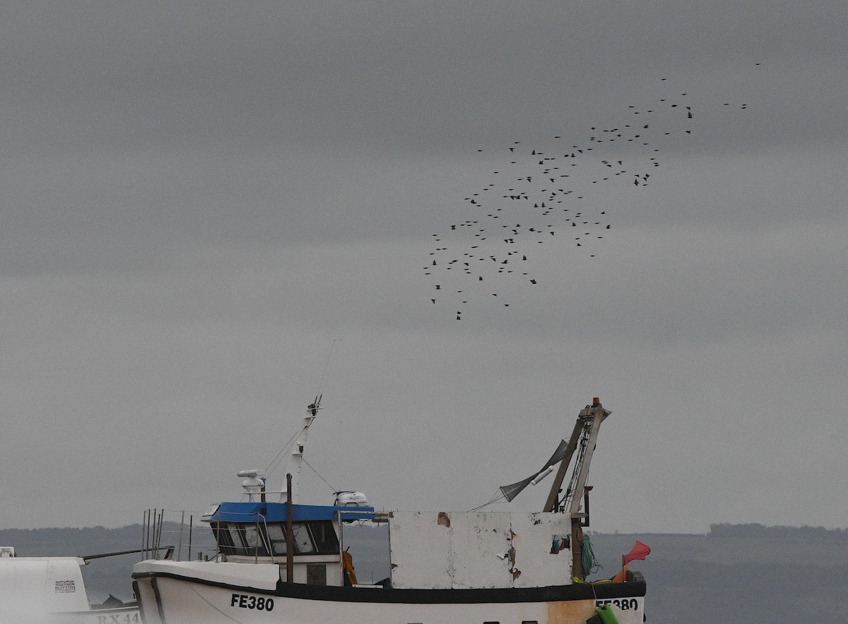 European Starling - ML647352470