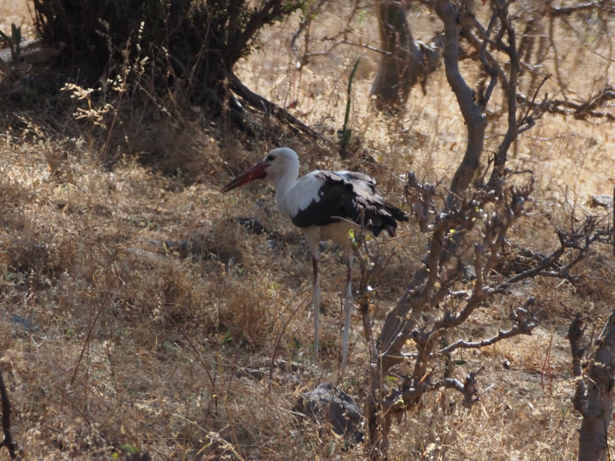 White Stork - ML647352471