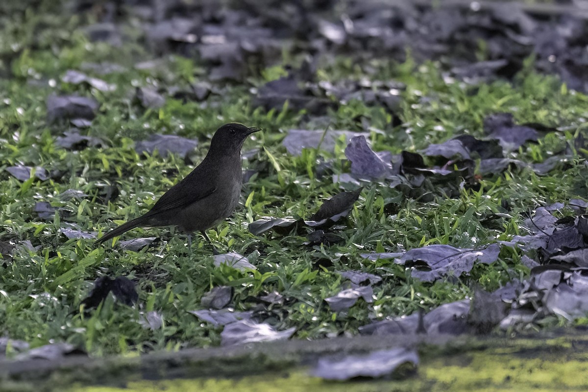 Clay-colored Thrush - ML647352473