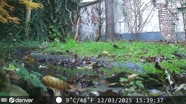 Gebirgsstelze - ML647352482