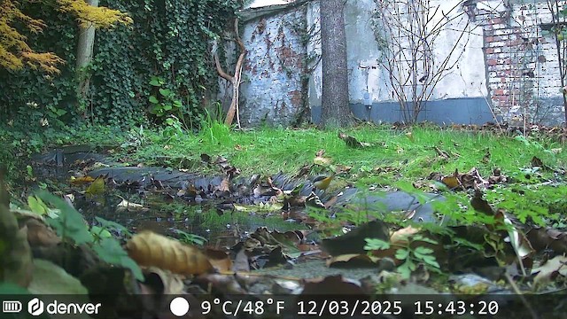 Gebirgsstelze - ML647352483