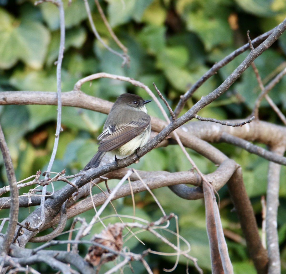 Eastern Phoebe - ML647352485