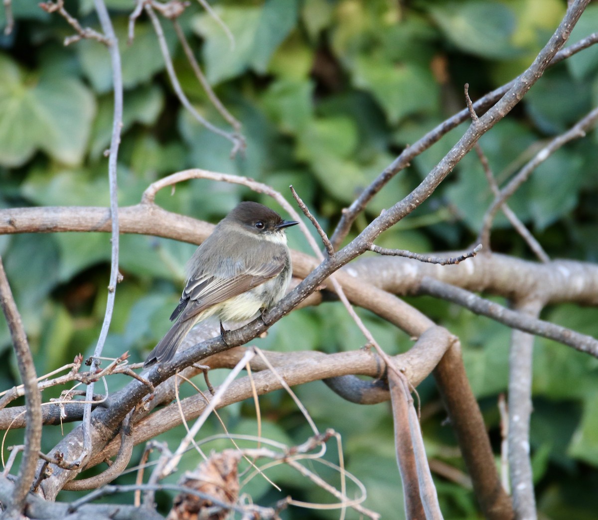 Eastern Phoebe - ML647352486