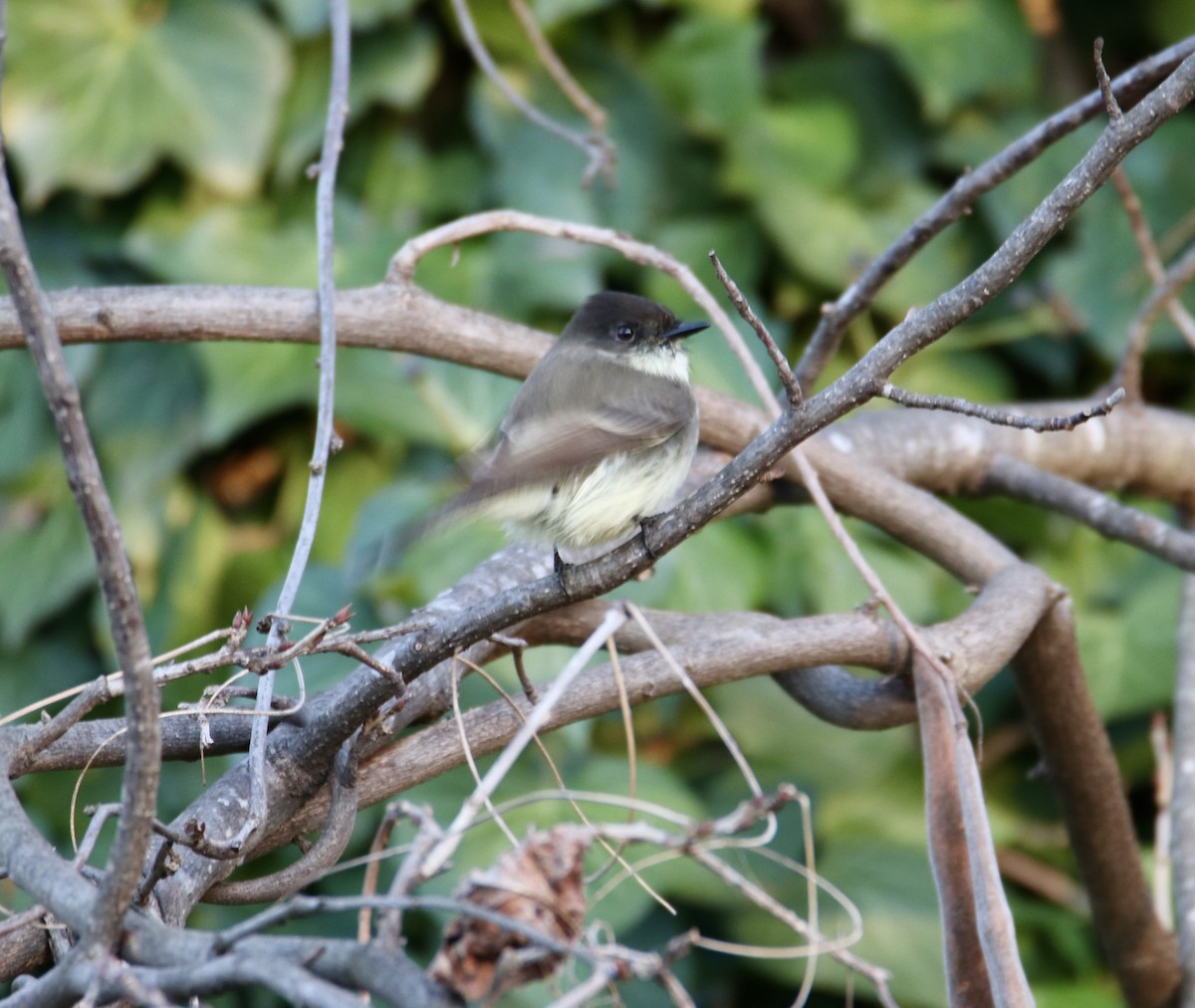 Eastern Phoebe - ML647352487