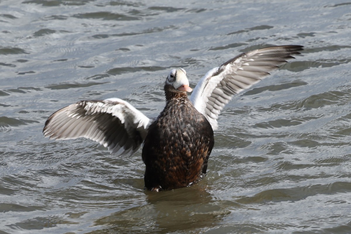 brilleærfugl - ML647352496