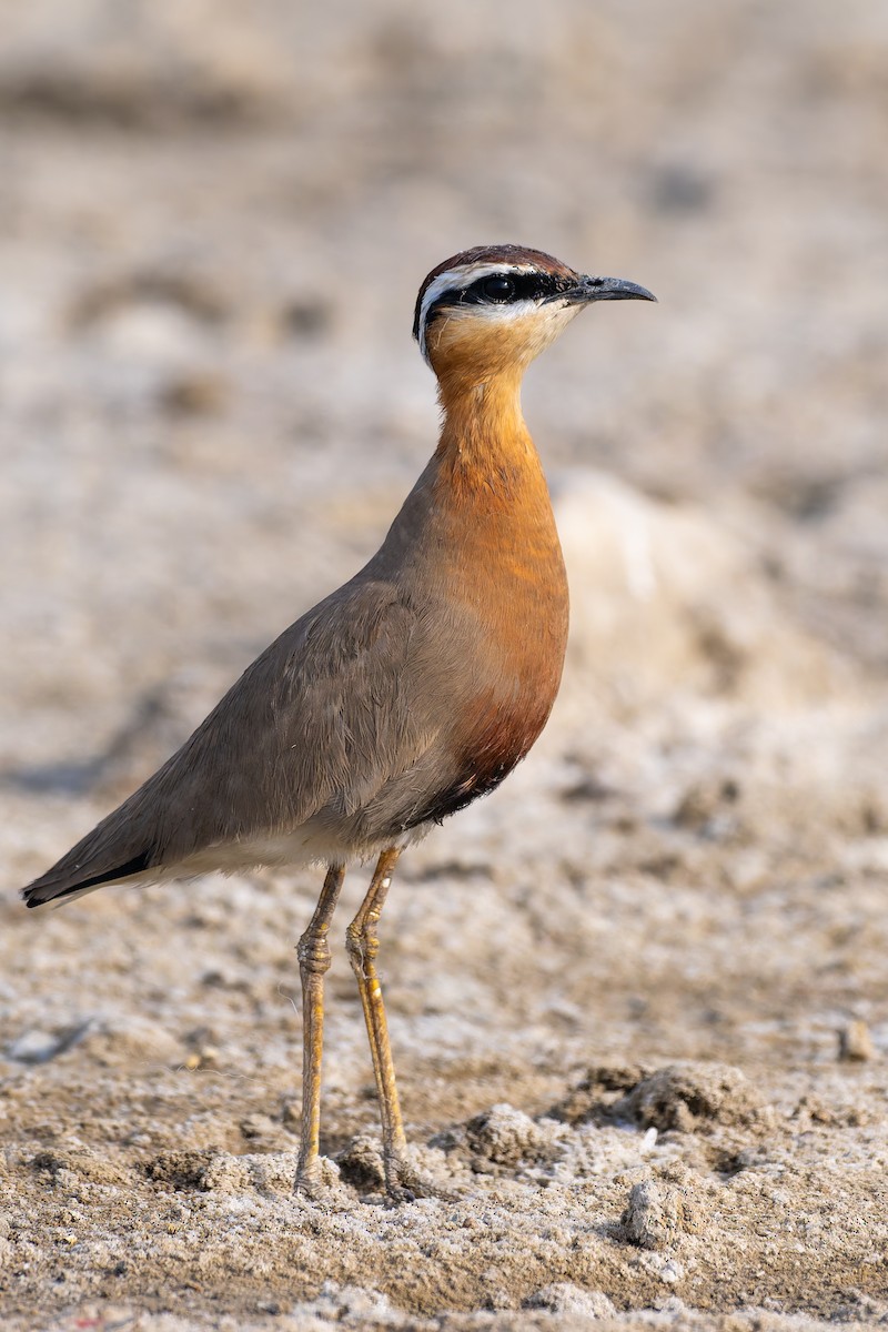 Indian Courser - ML647352509