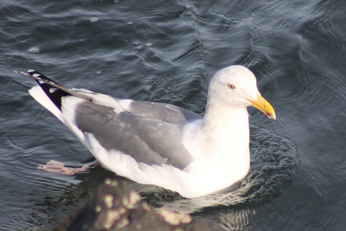 Western Gull - ML647352518