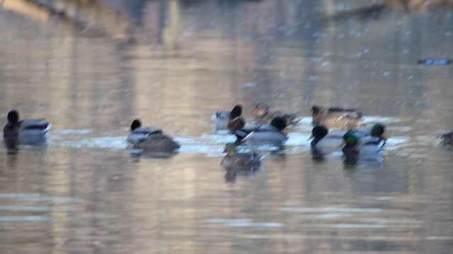 Basahatea - ML647352522