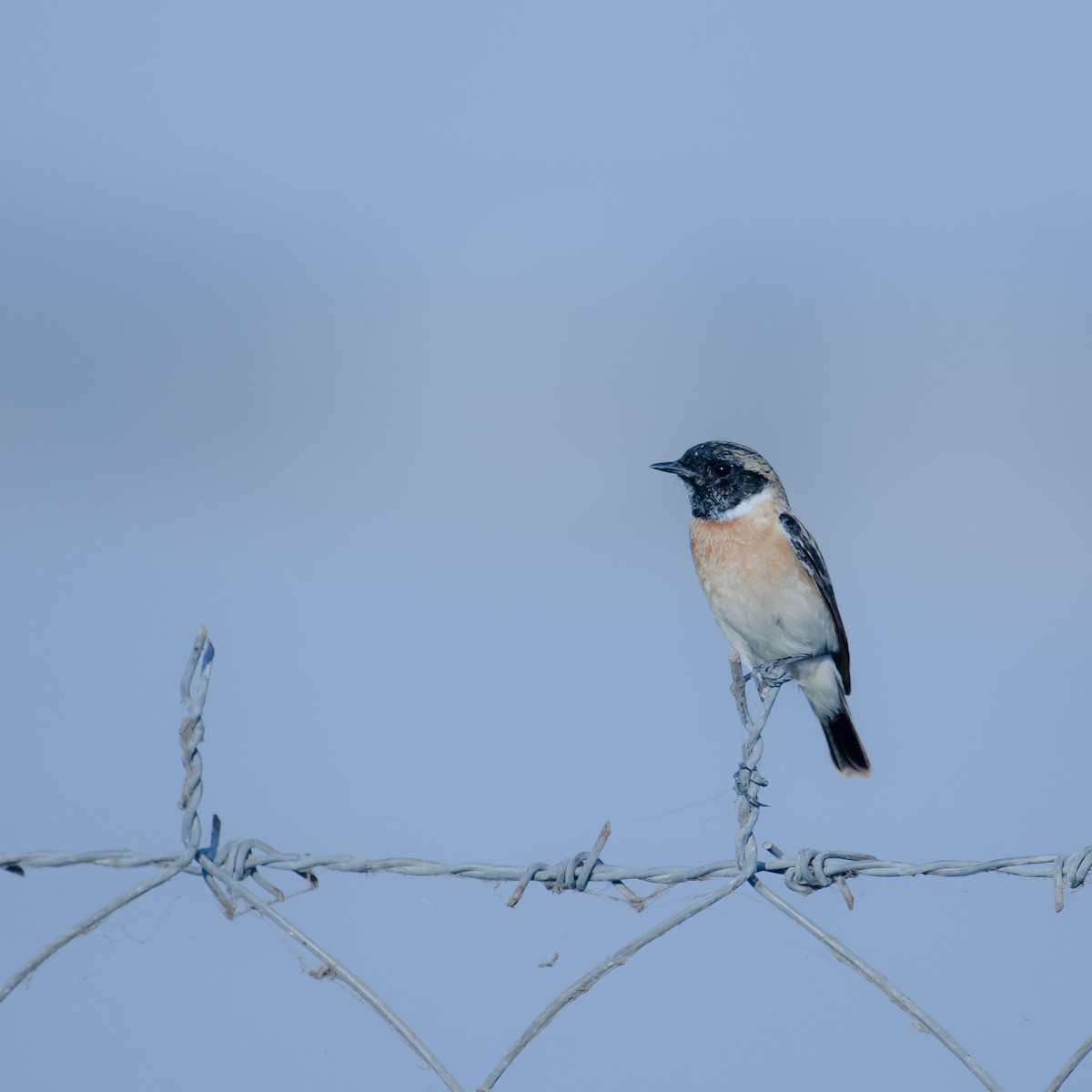 Pallasschwarzkehlchen - ML647352523