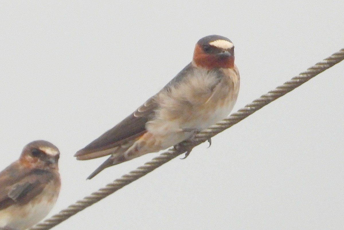 סנונית אמריקנית - ML647352525