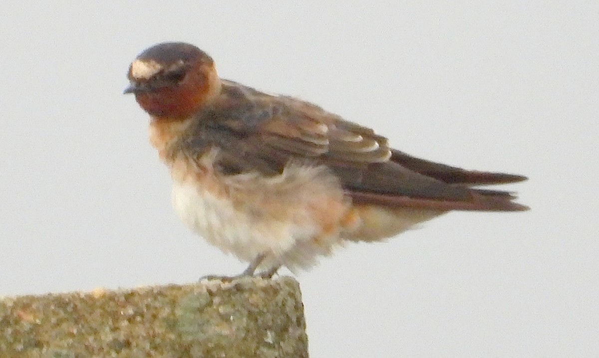 סנונית אמריקנית - ML647352526