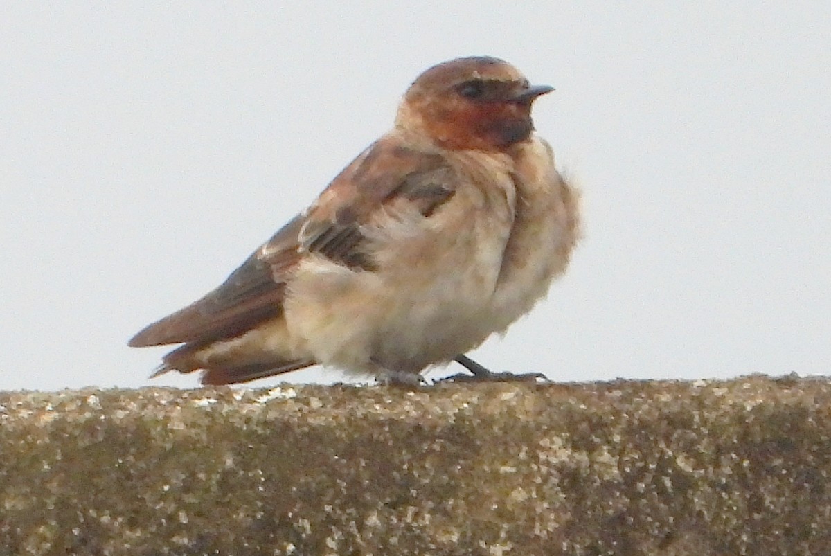 סנונית אמריקנית - ML647352527