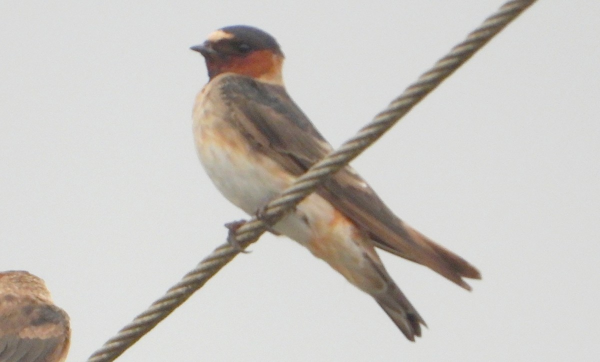 סנונית אמריקנית - ML647352528