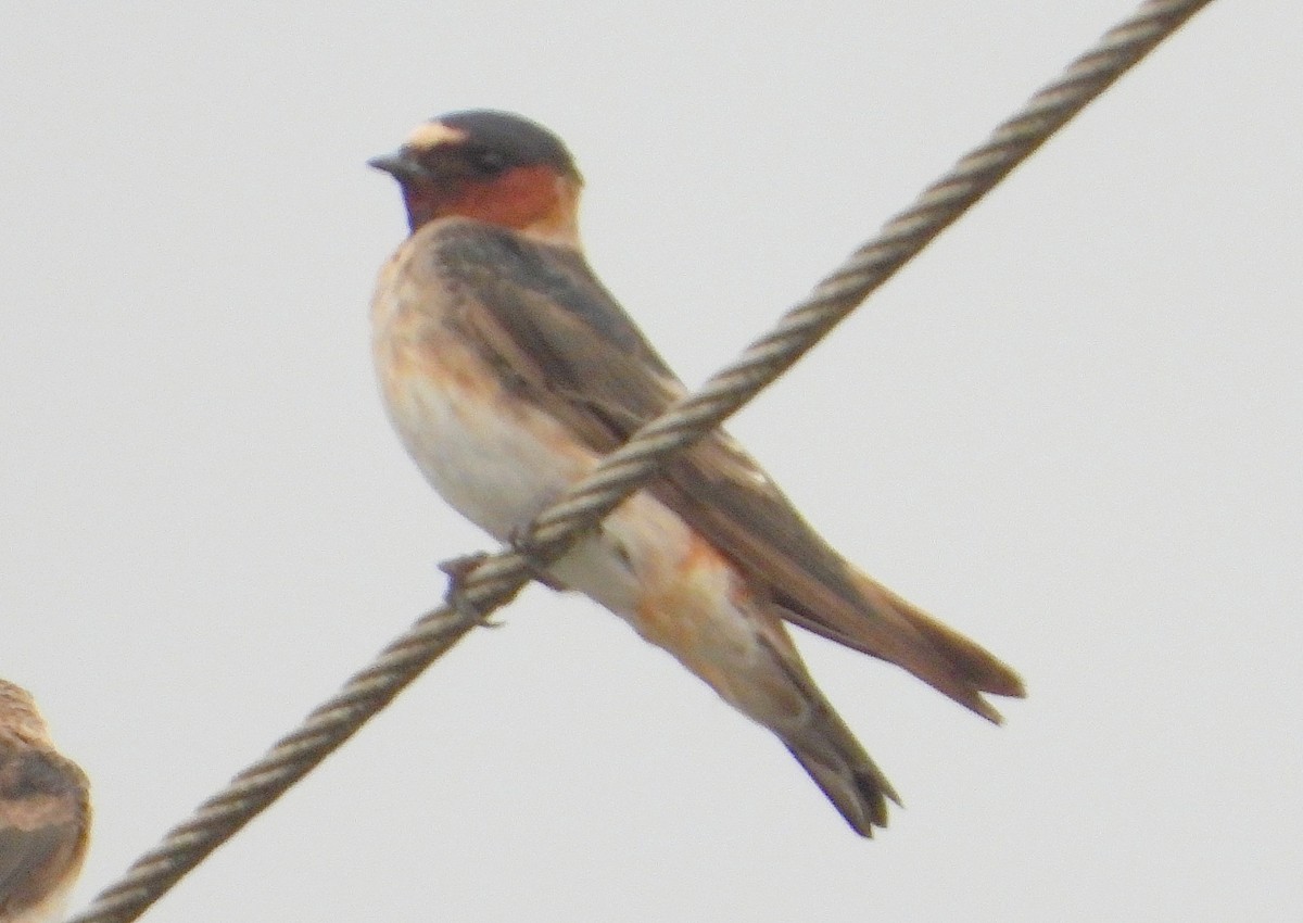 סנונית אמריקנית - ML647352529