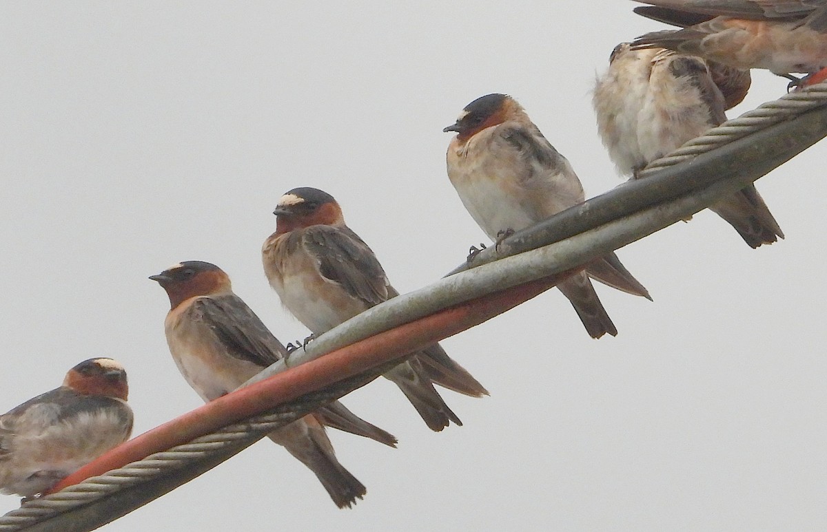 סנונית אמריקנית - ML647352530