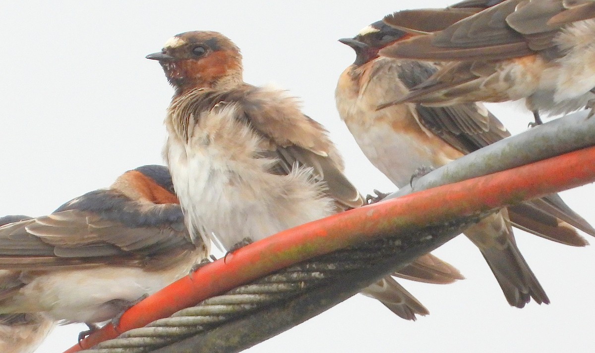 סנונית אמריקנית - ML647352531