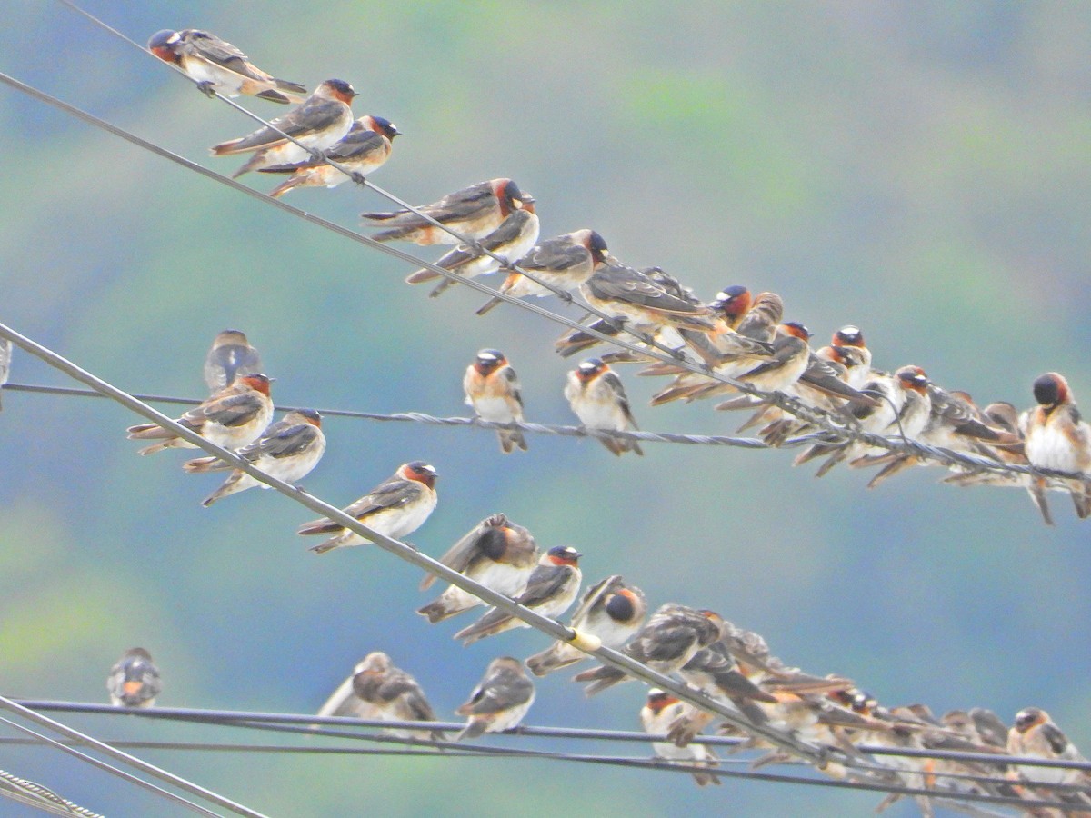 סנונית אמריקנית - ML647352533