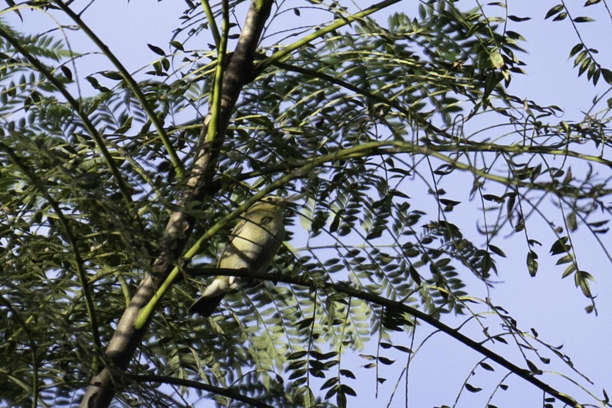 Червоїд світлобровий - ML647352552