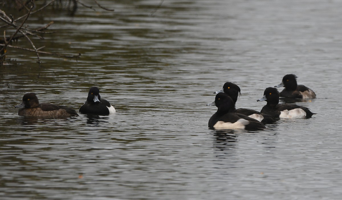鳳頭潛鴨 - ML647352556