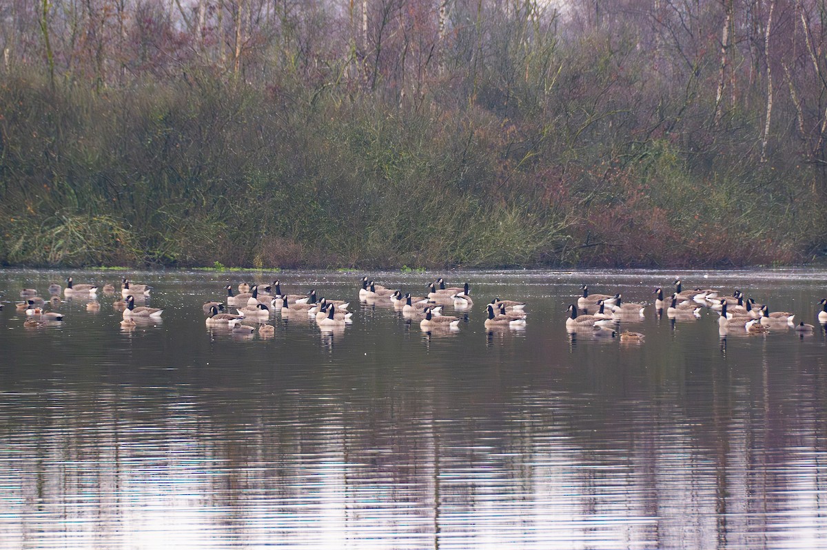 Canada Goose - ML647352562