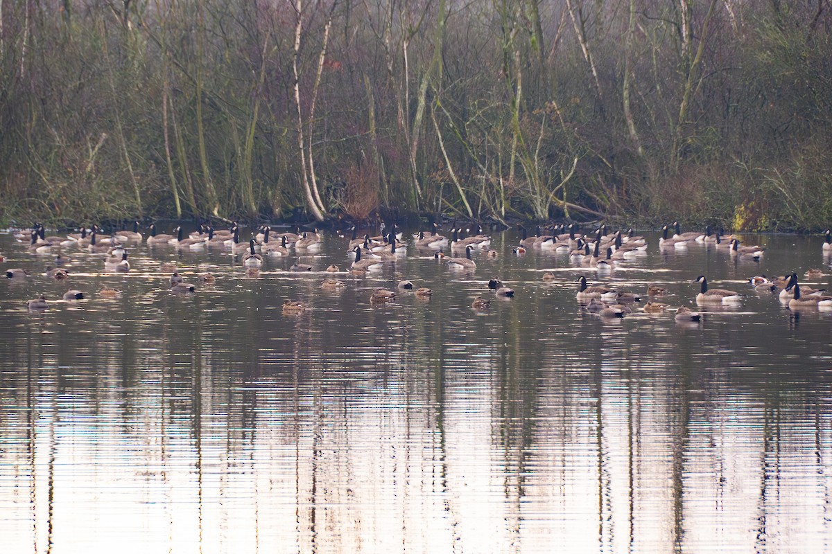 Canada Goose - ML647352563