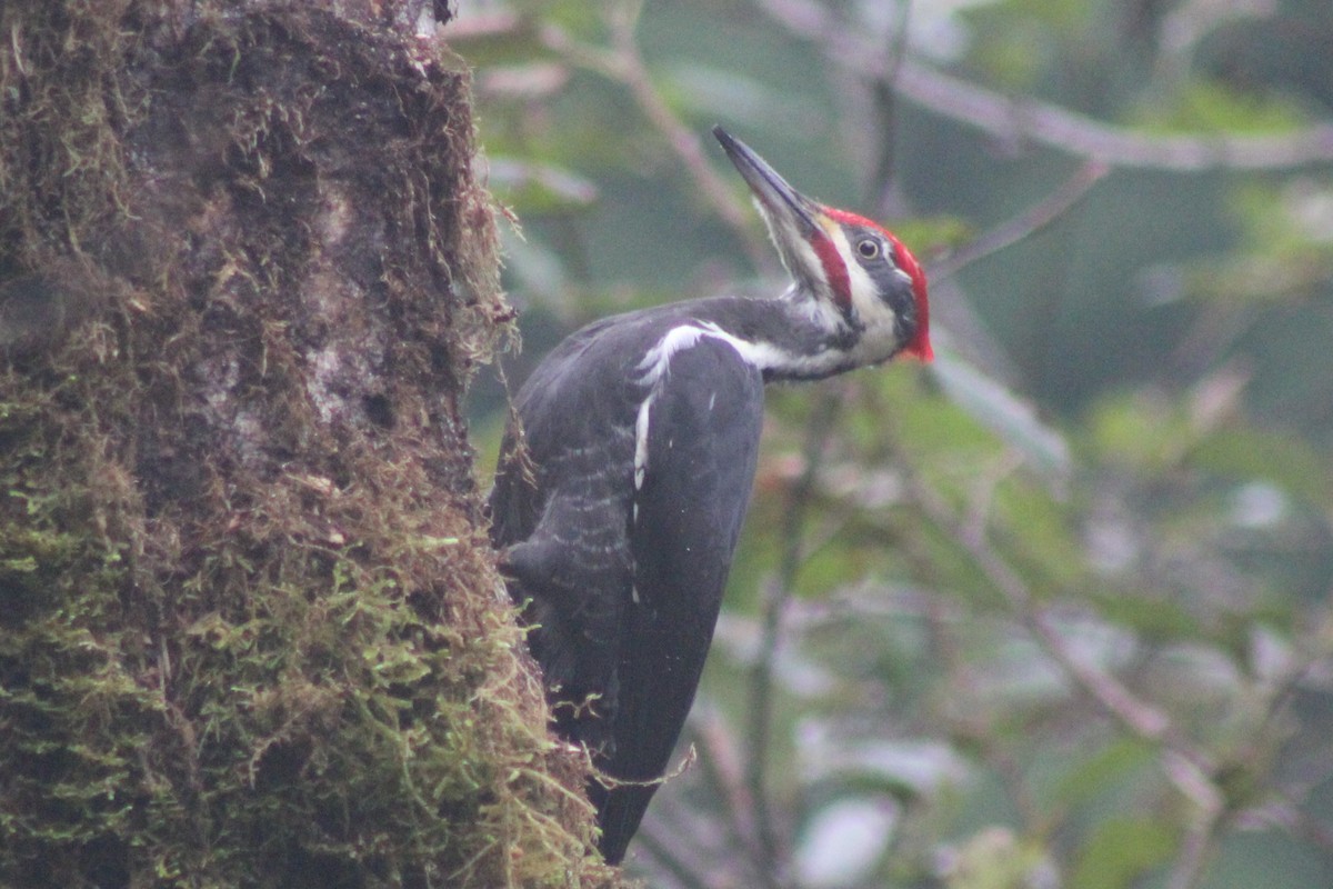 Pileated Woodpecker - ML647352589