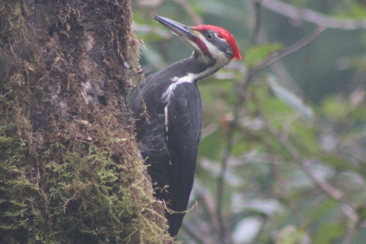 Pileated Woodpecker - ML647352590