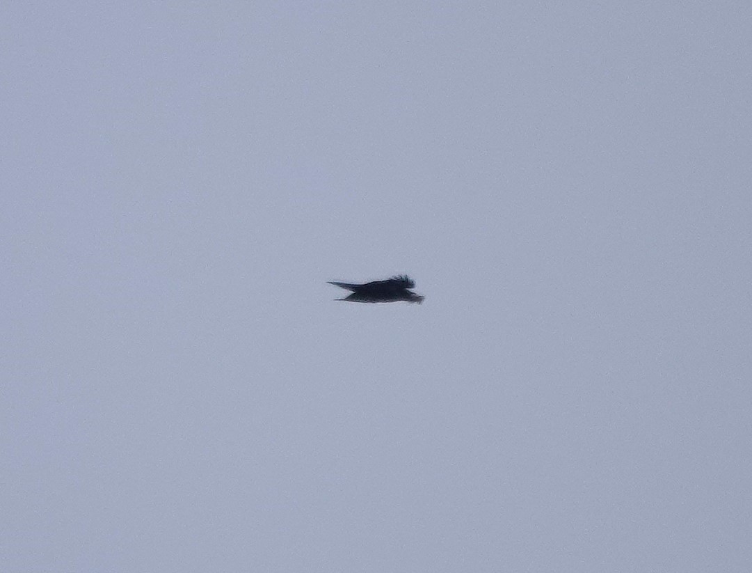 עורב שחור - ML647352591