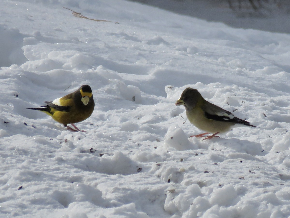Evening Grosbeak - ML647352594