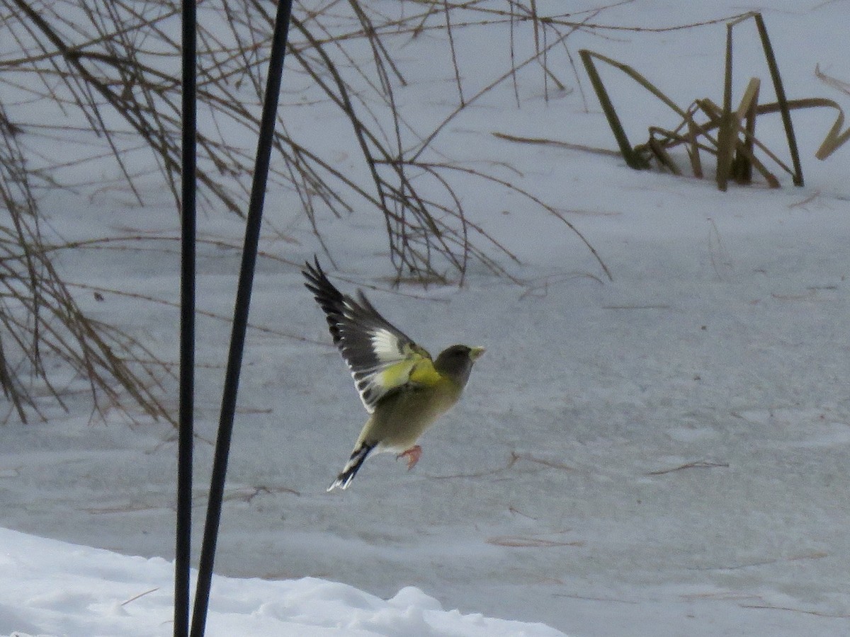 Evening Grosbeak - ML647352595