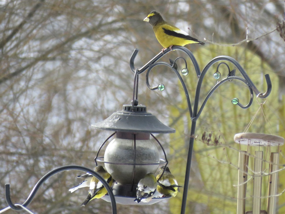Evening Grosbeak - ML647352596
