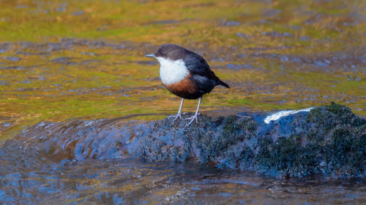 White-throated Dipper - ML647352606