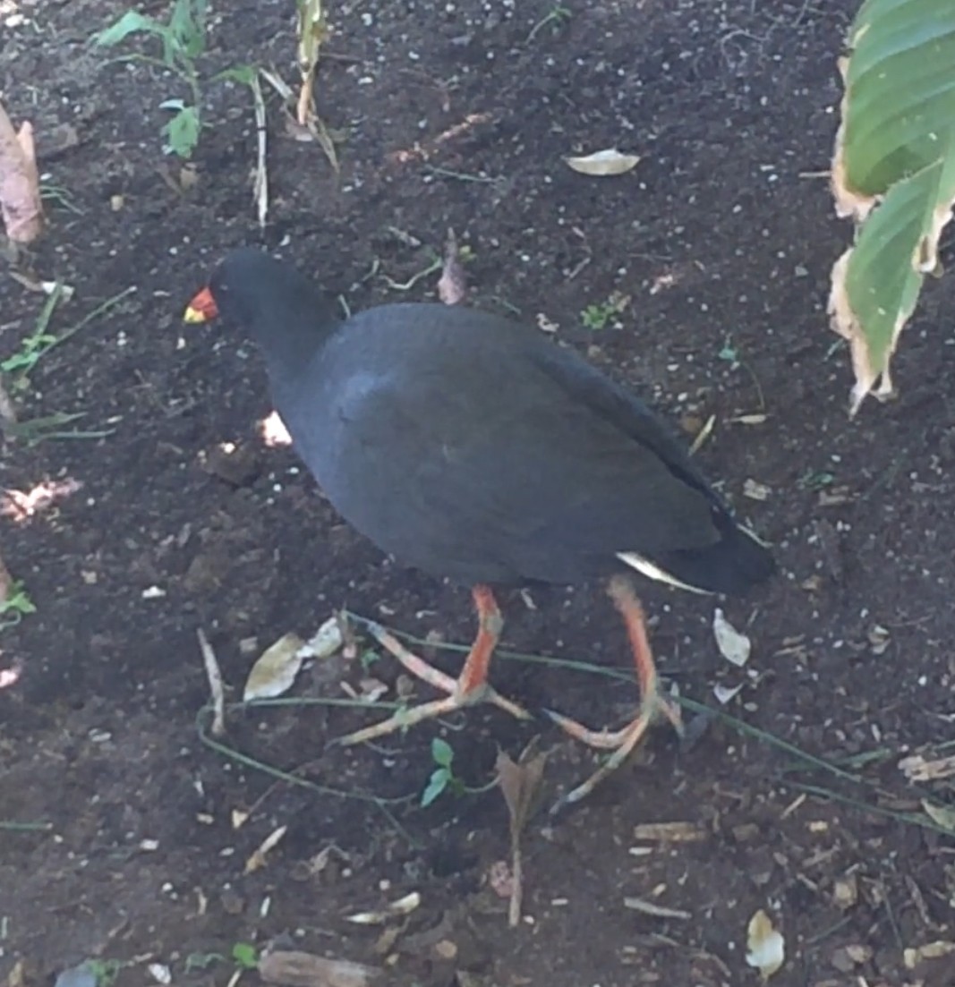 Dusky Moorhen - ML647352634