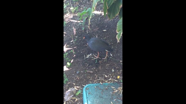 Dusky Moorhen - ML647352635