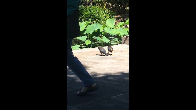 Dusky Moorhen - ML647352636