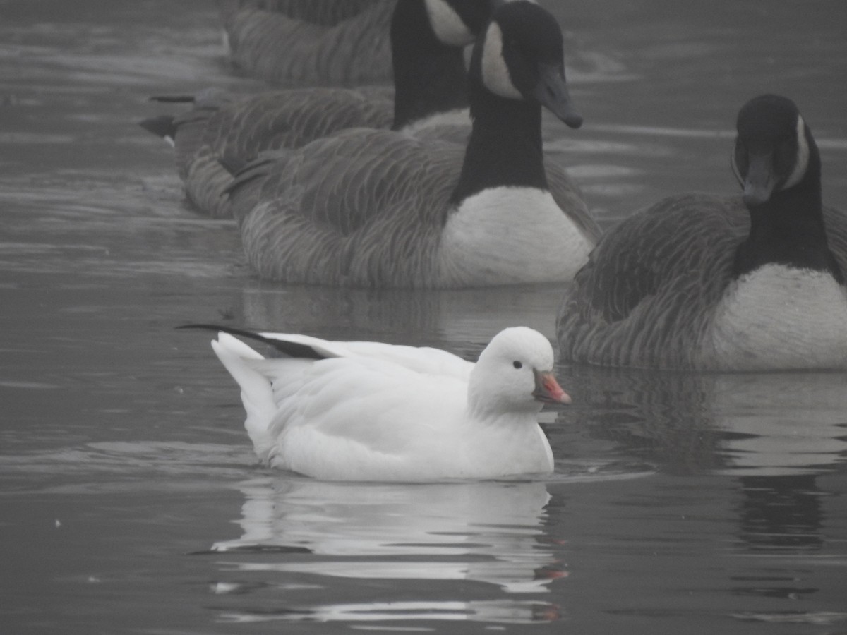 Ross's Goose - ML647352638