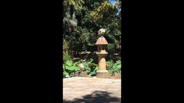 Australian Ibis - ML647352643