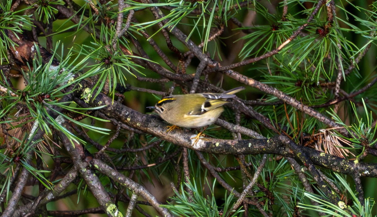 Goldcrest - ML647352647