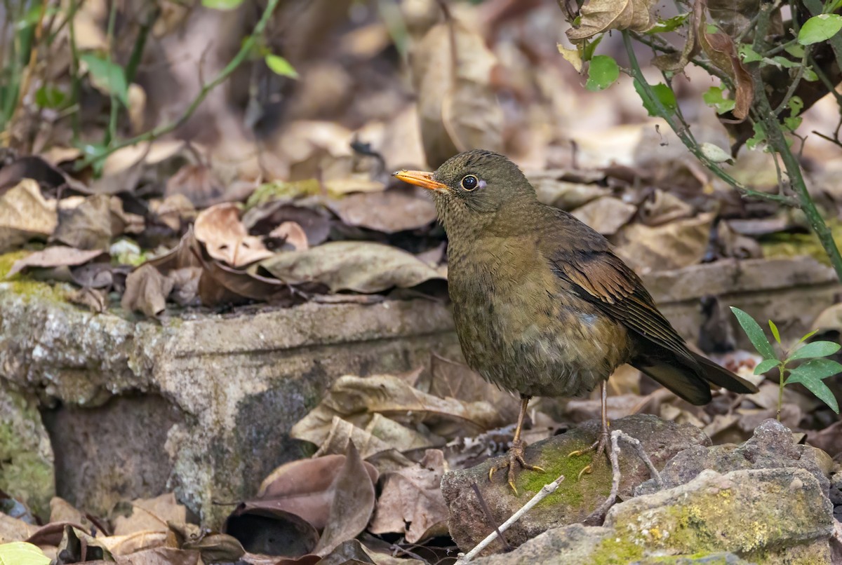 Gray-winged Blackbird - ML647352650